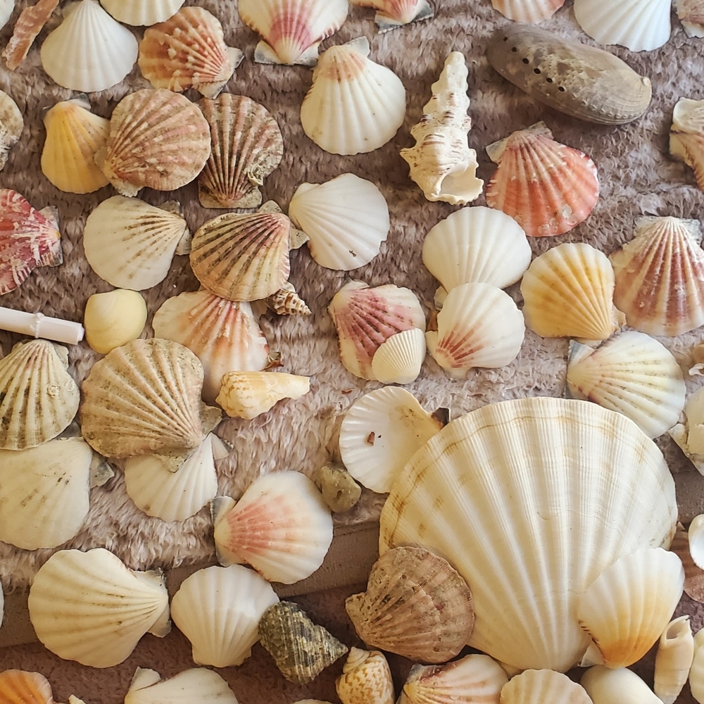 Real sea shells - Picture 6 of 13